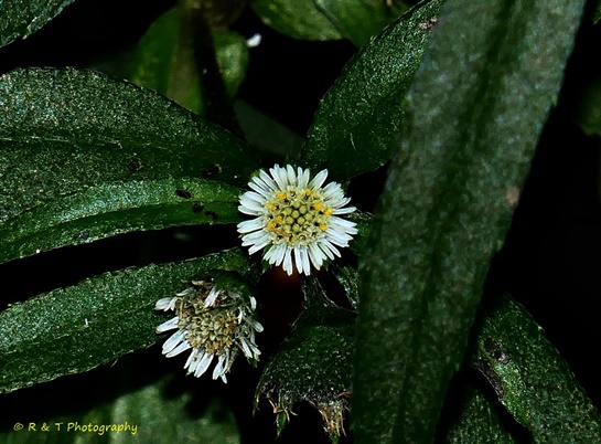 {Eclipta prostrata}